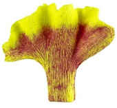 Россия Коралл веер