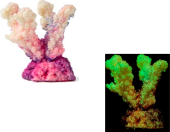 Россия Коралл рога, 5,5*3,5*5
