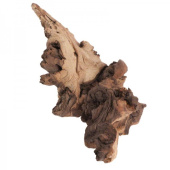 BARBUS Африканское дерево МОПАНИ ~20 см