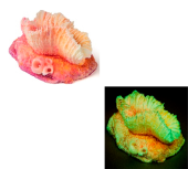 Россия Гониопора, 7*5*4 см