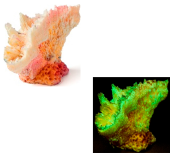 Россия Гониопора, 10*4*7 см