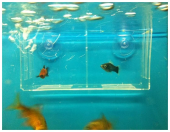 Данко-Зоо Отсадник для рыб -2 (две, секции) 15,5 длина*5ширина*8 высота см