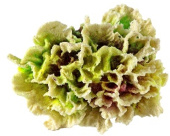 Россия Коралл гвоздика, 12*10*6