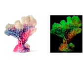 Россия Акропора, Зеленый 9*5*10 см