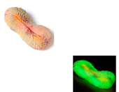 Россия Фунгия, 21*9*4 см