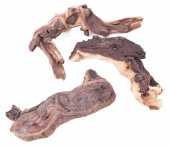 BARBUS Африканское дерево МОПАНИ 40-50 см