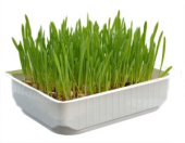 Россия Травка для кошек в малом контейнере Котенок