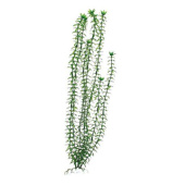 BARBUS 004/20 см Plant зеленое растение