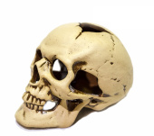 PRIME Череп средний 14x9x9,5 см