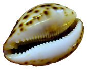 BARBUS BARBUS Морская раковина ЦИПРЕЯ ТИГРИС