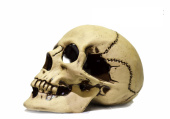 PRIME Череп большой 22x14x15 см