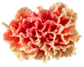 Россия Коралл гвоздика, 12*10*6