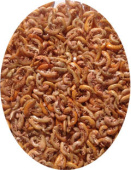 korm2