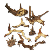 BARBUS Африканское дерево МОПАНИ 5-10 см